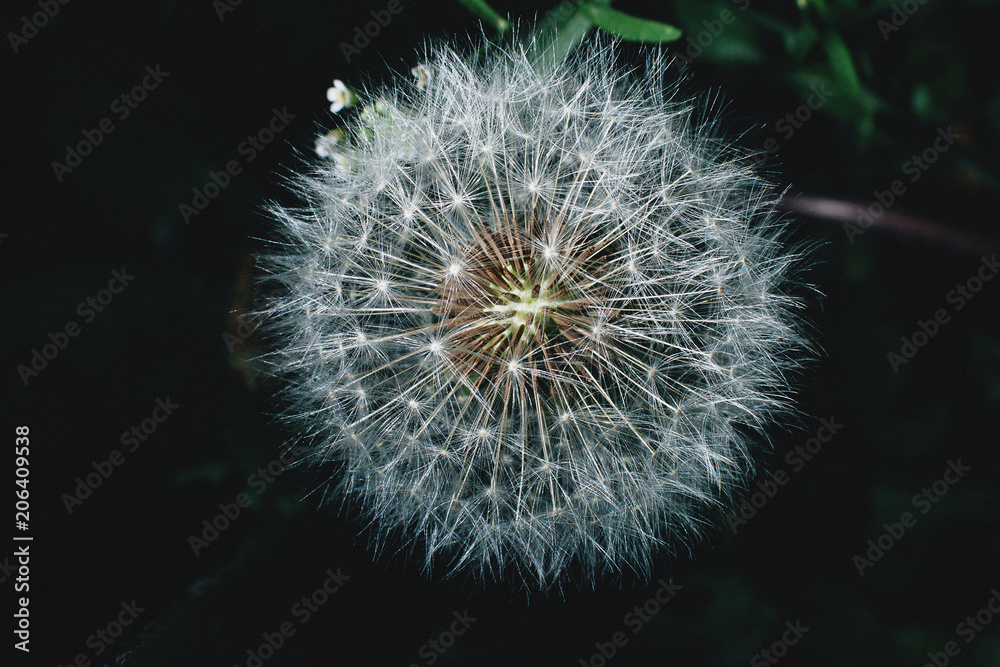 Fototapeta premium dandelion, flower, nature, plant, seed, white, spring, green, macro, seeds, flora, weed, summer, fluffy, garden, grass, clock, blowball, soft, blossom, wind, head, flowers