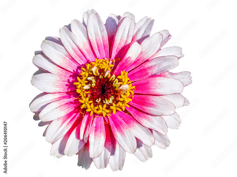 White-red flower of a zinnia on a white background White-red flower of a zinnia on a white background