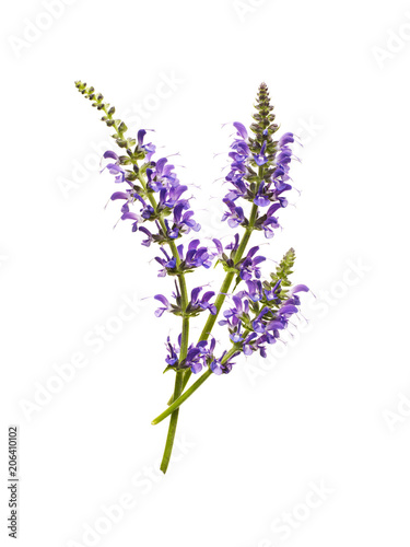 Scutellaria photo