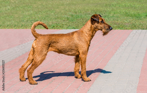 Canvas-taulu Irish Terrier profile.  The Irish Terrier stands in city park.