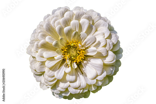 White terry flower of a zinnia on a white background