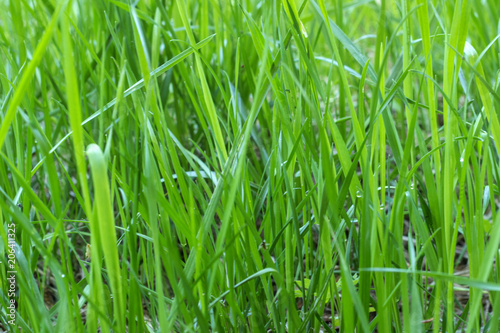 Green grass in the meadow