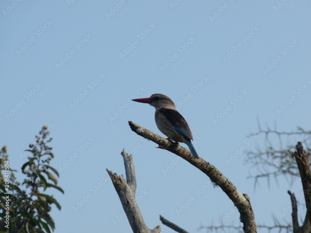 South African bird sitting on a tree South African bird sitting on a tree