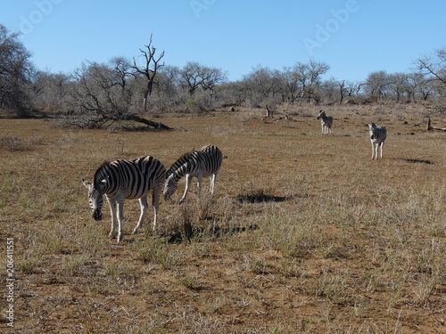 South African Zebra s