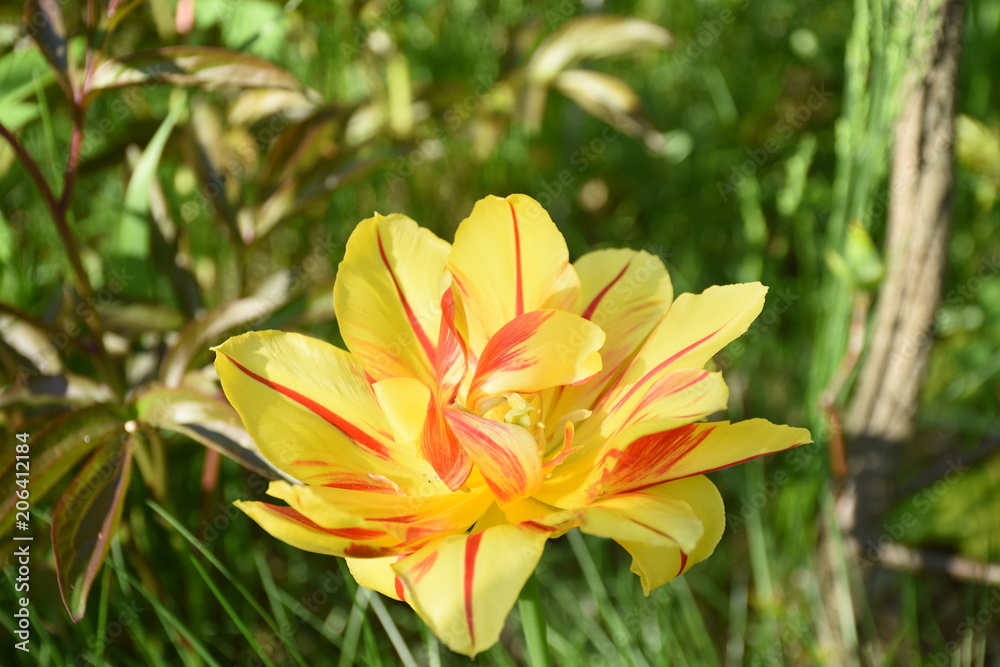Rembrant Tulip Rembrant Tulip
