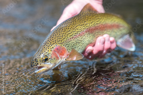 Fly Fishing Trout photo