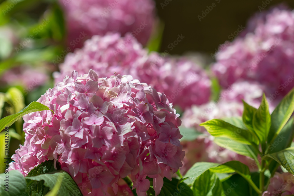 Hydrangea macrophylla in a garden. Hydrangea macrophylla in a garden.