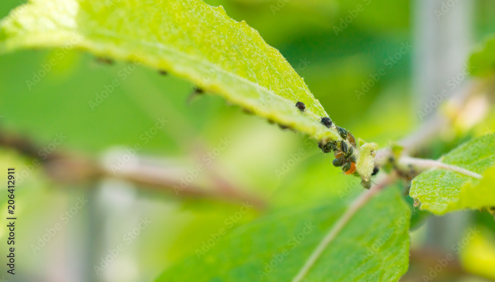 The flock of small black aphids on a stem of a plant