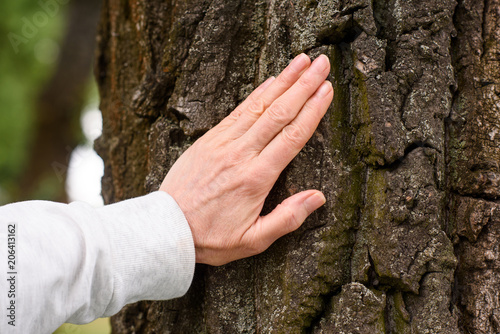 cropped view of elderly woman touching tree bark