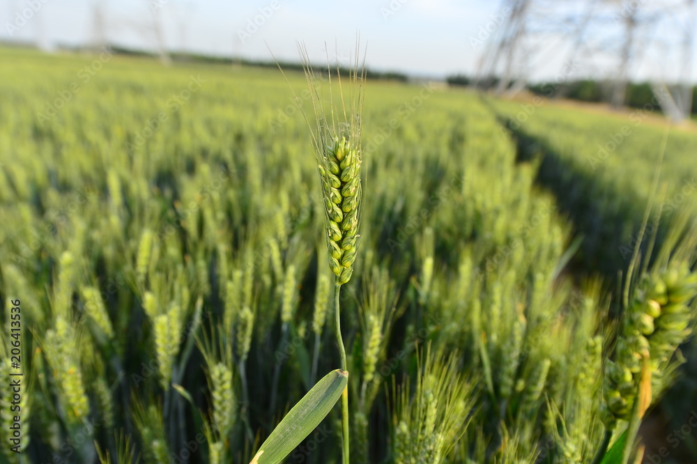 Fototapeta premium Wheat in the field
