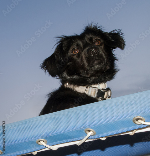 Black_dog_