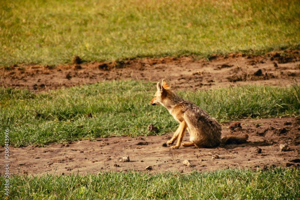 Obraz premium A golden fox in Ngorongoro Crater