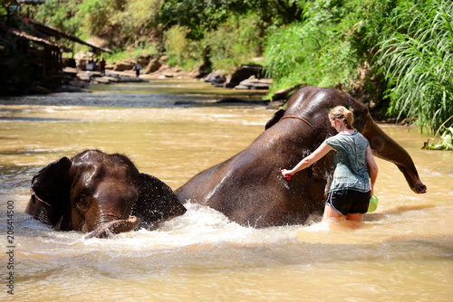  women tourists Thai elephants taking a bath with mahout in Maesa elephant camp  Chiang Mai   Thailand.