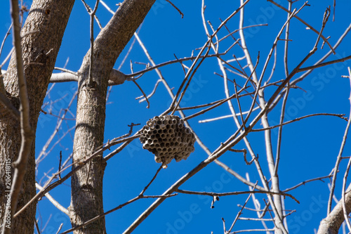 Honeycomb Home 