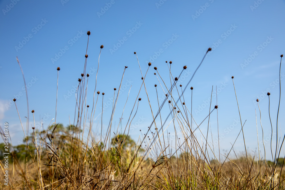 Obraz premium Close up hay flowers