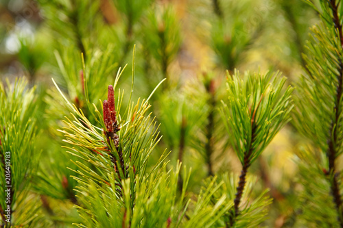 branches of  coniferous tree as a background