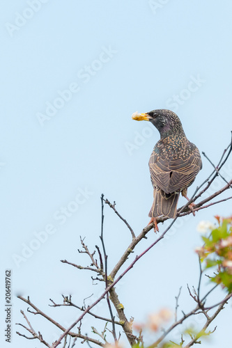 Common starling, Sturnus vulgaris holding food for juveniles in his beak perched on a tree branch © Radovan