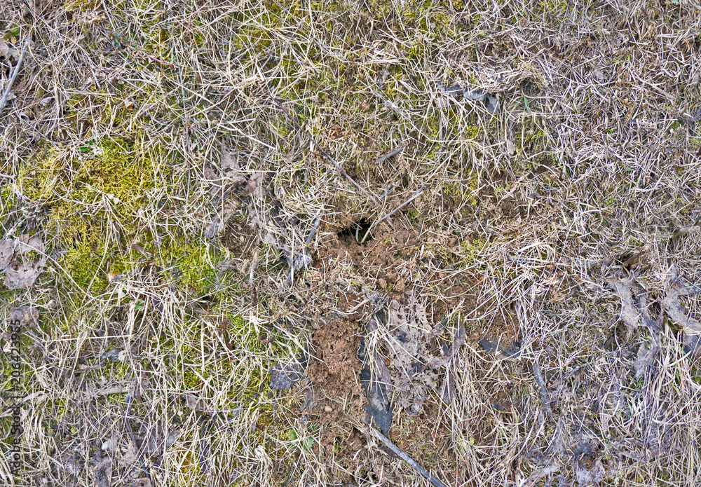Dry grass and pit in the spring season Dry grass and pit in the spring season