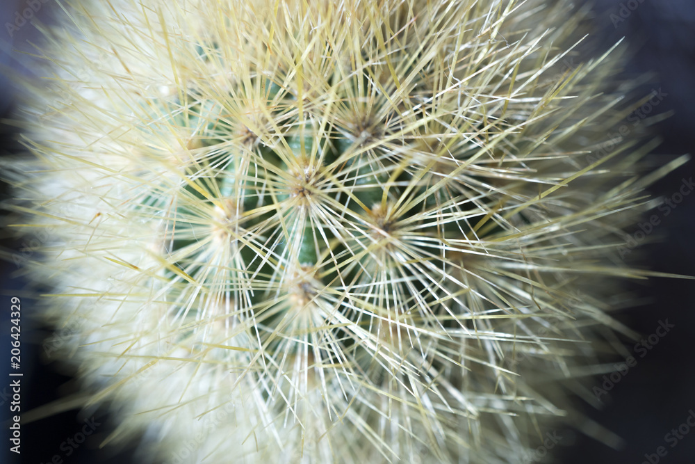Fototapeta premium Cactus Closeup 