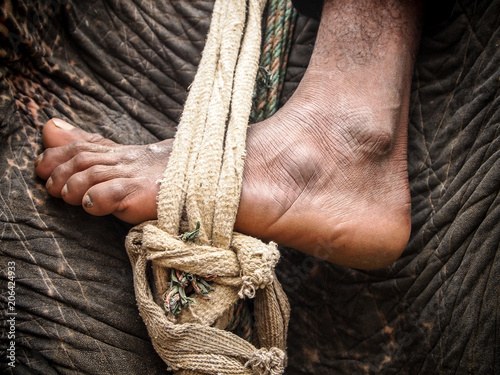 The foot of a mahout is seen as he rides his elephant. photo