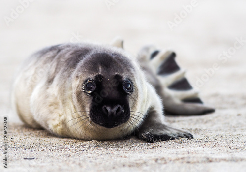 Grey Seal ,Halichoerus grypus, yawns on sandy shore of the North Sea. photo
