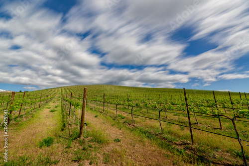 Vineyard and clouds