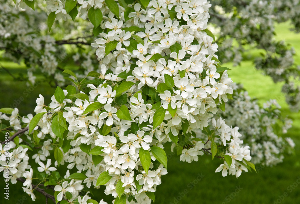 REDBUD CRABAPPLE - MALUS X ZUMI VAR. CALOCARPA REDBUD CRABAPPLE - MALUS X ZUMI VAR. CALOCARPA