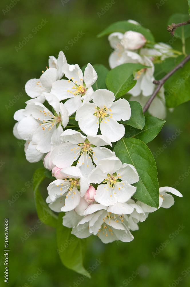FLOWERING CRABAPPLE - MALUS 'WHITE ANGEL' FLOWERING CRABAPPLE - MALUS 'WHITE ANGEL'