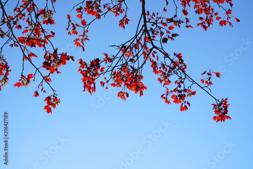close up on red maple leaves and branches