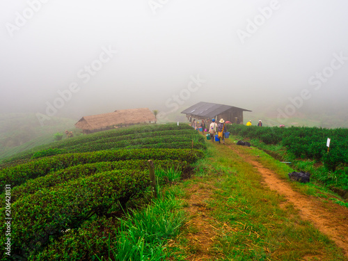 Tea Plantation in the morning at rai cha 2000, DOI ANG KANG, Chiang Mai, Thailand photo