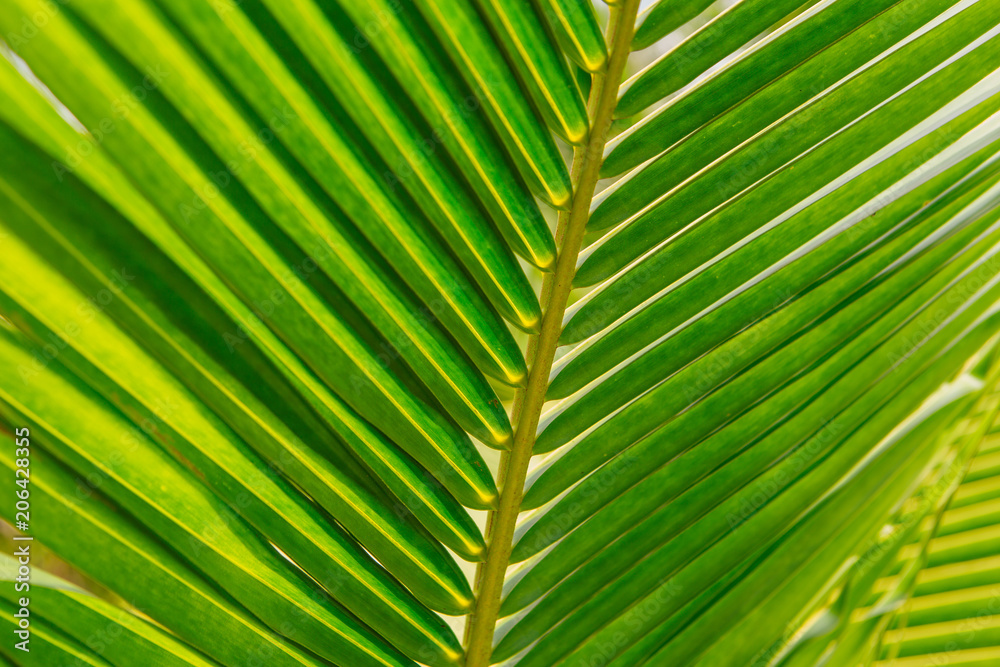 Green palm leaf Green palm leaf