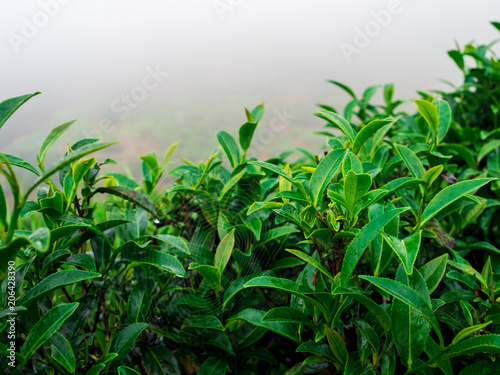 close up tea in the morning at rai cha 2000 Tea Plantation   DOI ANG KANG  Chiang Mai  Thailand