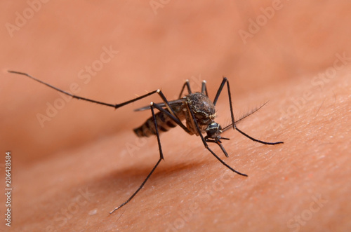 Macro of virulent mosquitoes on human skin. © suphatphong