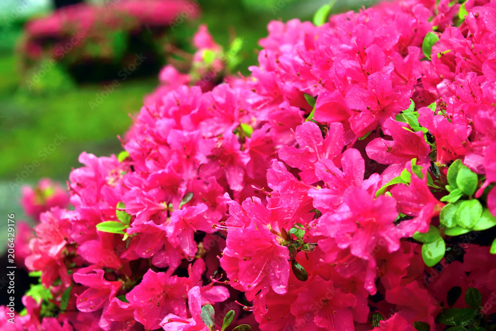 鮮やかなツツジ ショッキングピンクの花 Stock 写真 Adobe Stock 鮮やかなツツジ ショッキングピンクの花 Stock 写真 Adobe Stock