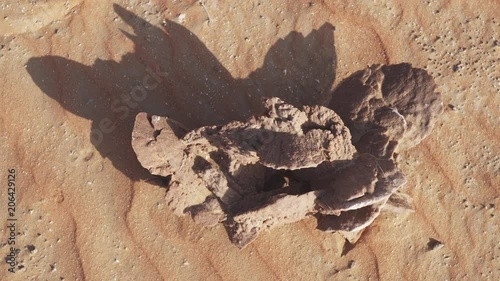 Desert rose is formations of crystal clusters of gypsum or baryte which include abundant sand grains in Rub al Khali desert stock footage video