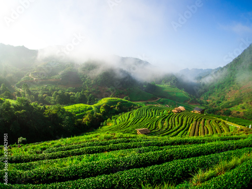 Fototapeta Naklejka Na Ścianę i Meble -  hmong hill tribe harvest tea plant in the morning at rai cha 2000, DOI ANG KANG, Chiang Mai, Thailand