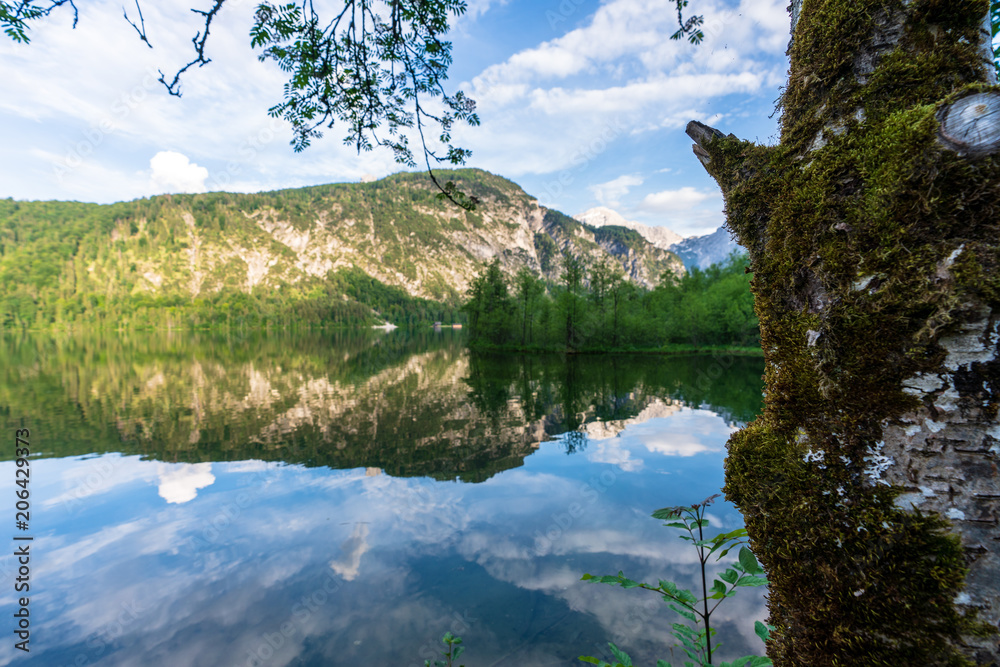 Fototapeta premium Almsee z drzewem