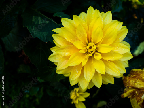 Fototapeta Naklejka Na Ścianę i Meble -  Yellow Dahlia flower in a garden.