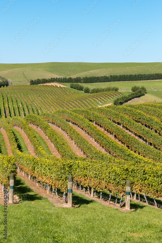 rows of Sauvignon Blanc grapevine growing on rolling hills in Marlborough region, New Zealand