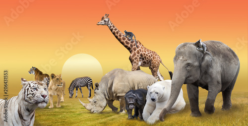 Wild animals collection