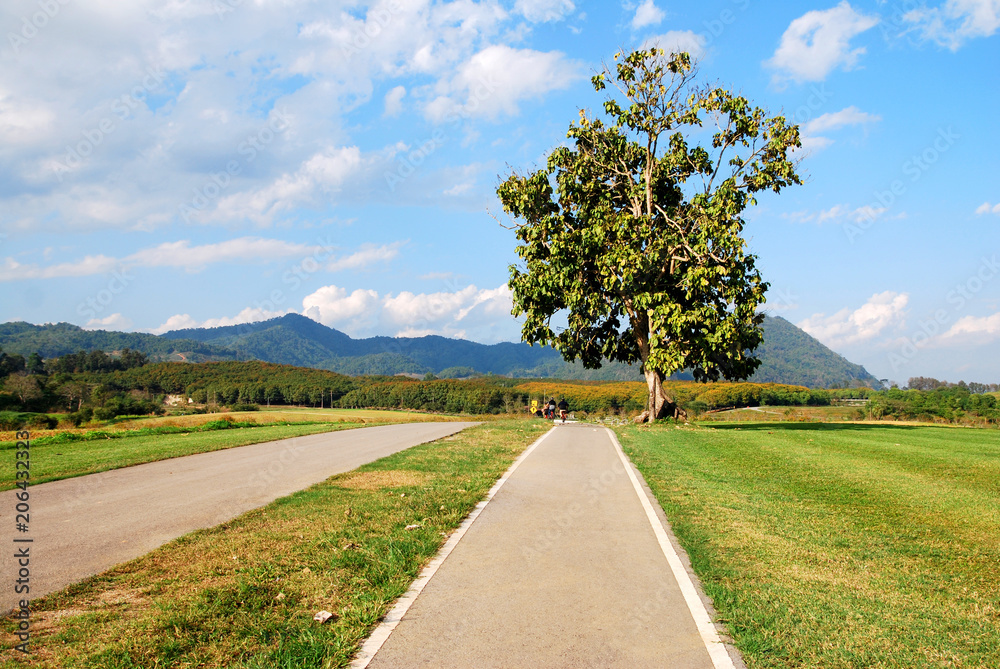 Landscape Lonely Tree and bicycle road in the Singha parks with Cloud blue sky background - nature park and outdoor at chiang rai thailand Landscape Lonely Tree and bicycle road in the Singha parks with Cloud blue sky background - nature park and outdoor at chiang rai thailand