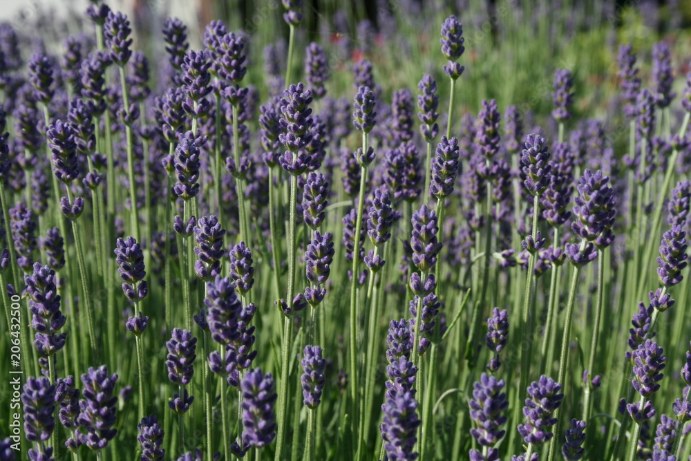 Obraz premium Lavender