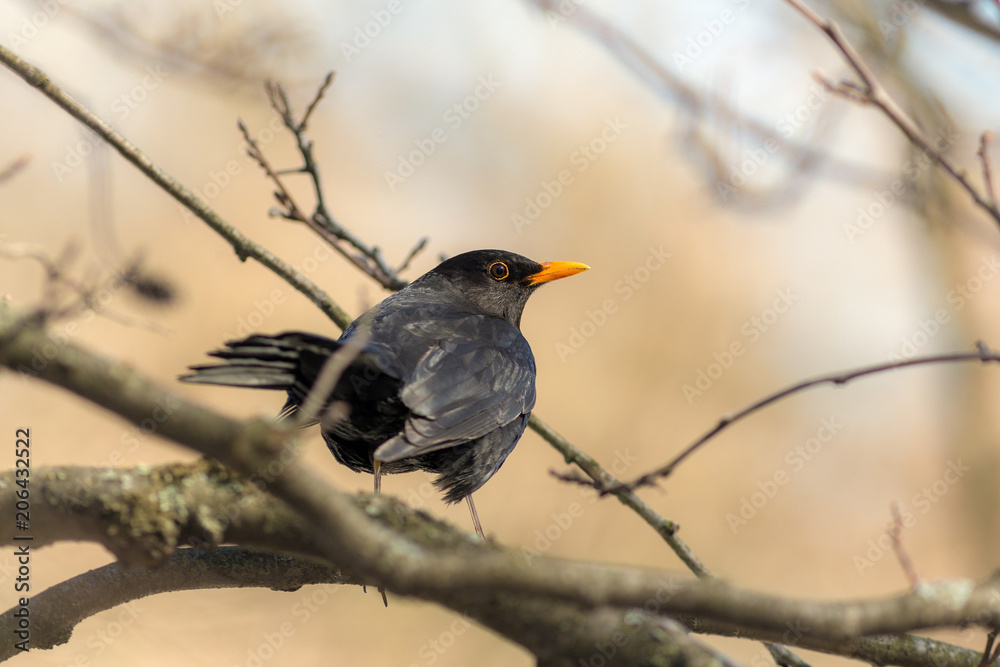 portrait of a curious blackbird portrait of a curious blackbird