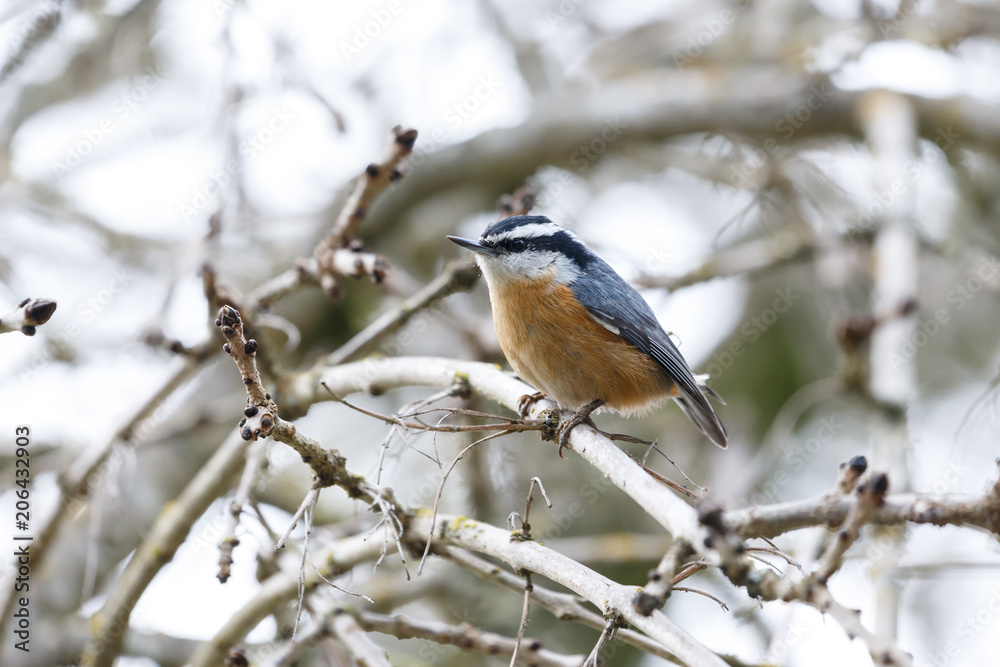Naklejka premium Red breasted nuthatch