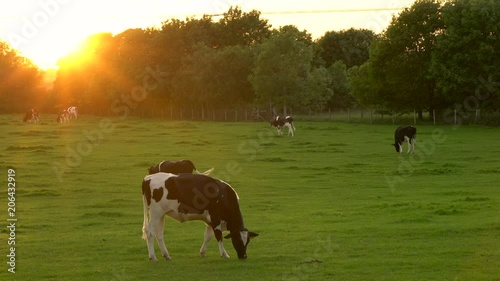 4K video clip showing herd of Friesian cows grazing, eating grass in a field on a farm at sunset or sunrise