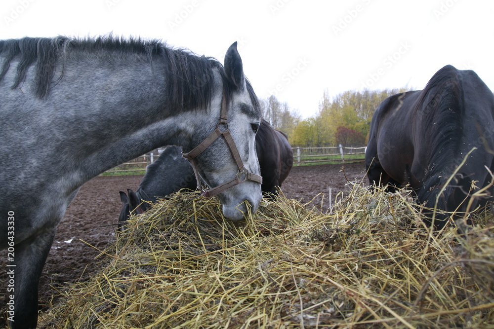 Fototapeta Szary koń blisko dużego haystack