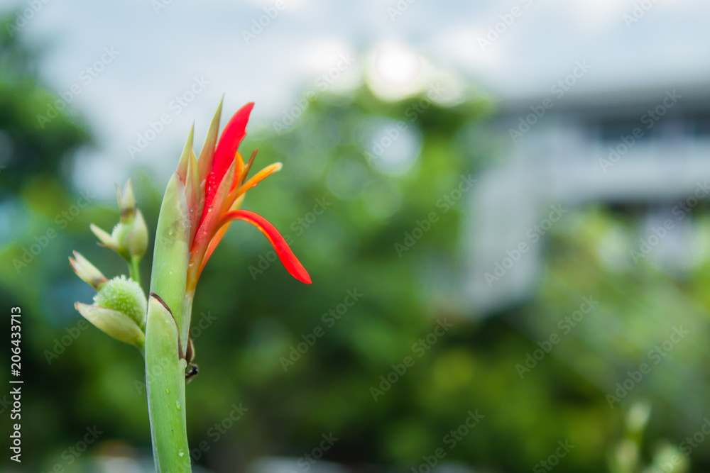 Water droplets on the red flower after the rain.. Water droplets on the red flower after the rain..
