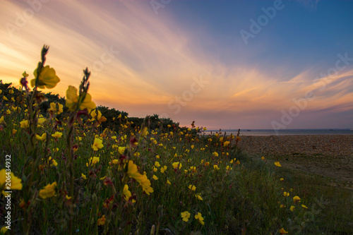 Evening Primrose at the Beach