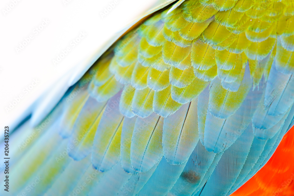 Obraz premium Close-up of Colorful feather Scarlet Macaw, exotic nature background and texture