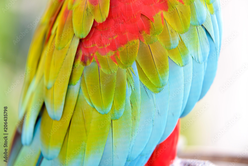 Fototapeta premium Close-up of Colorful feather Scarlet Macaw, exotic nature background and texture